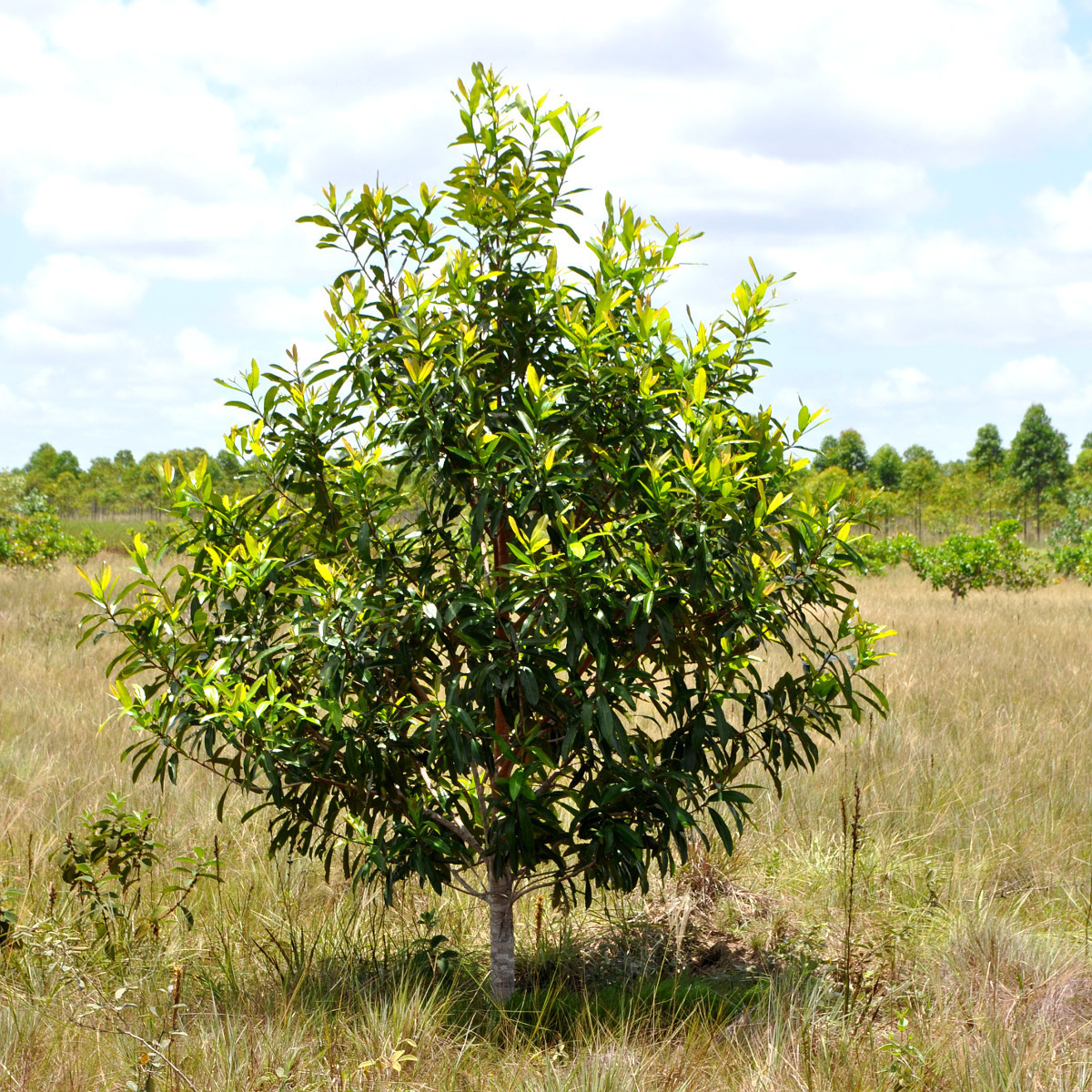 Small tree planted on plains in Kenya