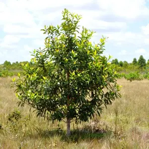 A small tree planted in Kenya.